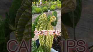 Anthurium radicans plants [upl. by Faxen]