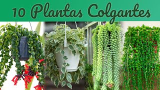 10 Plantas Colgantes Ideales para Macetas en Interiores y Exteriores [upl. by Holladay]