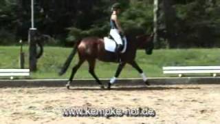 FS Dont WorryBrillant ReitponyStute  2006 [upl. by Nitsirk476]