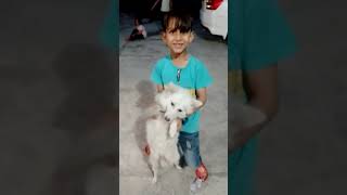 home dogindian Spitz dogkids for kidsAsian dogs [upl. by Ainel10]