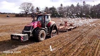 4k Case IH Magnum 380 Rowtrac with a Keeble Progressive cultivator  aka quotDances with Seagullsquot [upl. by Achorn]