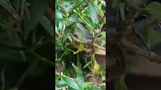 Caterpillar eating leaf ସମ୍ବଲୁଆ ଖାଇବା video [upl. by Lenrow]