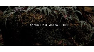 FE 90mm F2 8 Macro G OSS TEST [upl. by Renick570]