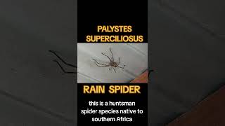 PALYSTES SUPERCILIOSUS ☆ RAIN SPIDER ☆ SPIDER RESEARCH AND CONSERVATION ☆ AUTHOR THE MEERKAT MAN [upl. by Anikehs23]