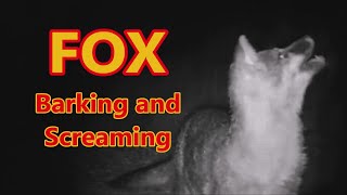 Fox Screaming and Barking at Night  Screaming Foxes [upl. by Nylehtak]