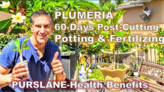 PLUMERIA 60Days PostCutting amp Potting amp Fertilizing Tips  PURSLANEHealth Benefits [upl. by Rosamund]