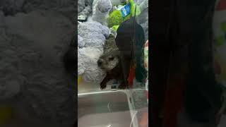 Real groundhog found in claw machine with stuffed animals in Duncansville Pennsylvania [upl. by Nivloc]