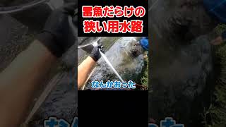 めちゃ雷魚がいる狭い用水路！ ガサガサ バス釣り 用水路 釣り 水路 アウトドア fishing 雷魚 [upl. by Furgeson945]