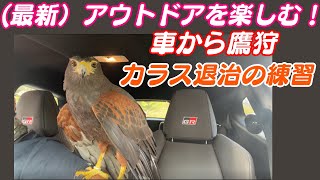 最新）ペットとアウトドアを楽しむ！車から鷹狩、カラス狩りの訓練！HarrisHawkハリスホーク鷹匠 [upl. by Ahsieki]