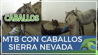 Caballos salvajes en Capileira Sierra Nevada en sendero Mulhacén [upl. by Bertold411]