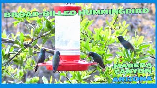 Broadbilled Hummingbird Madera Canyon 2024 [upl. by Aekan]