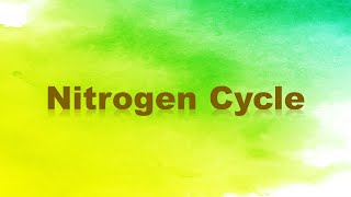 Nitrogen Cycle Nitrogen Fixation Nitrification Assimilation Ammonification and Denitrification [upl. by Aisila650]