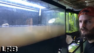 Aquarium Setup for Breeding Corydoras Cats and Guppies [upl. by Ellierim]