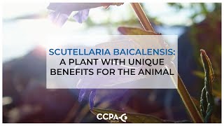 Scutellaria Baicalensis a plant with unique benefits for the animal [upl. by Arahset]