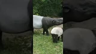 Malayan tapir Bairds tapir TapirusTapirus kabomani [upl. by Adnalu]