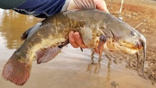 How to Catch Catfish with Worms  Bank fishing tips [upl. by Feldstein841]