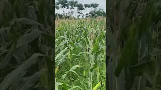 Come visit the corn garden on the farm with me review connhanong amthuc asmr shorts [upl. by Enyleuqcaj]