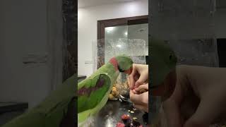 Parrot asking What are you doing  Parrot eating MangoSteen bolnewalatota mangosteen trending [upl. by Ennaylloh213]