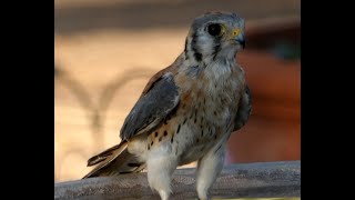 Peregrine Falcon Arizona Sanuctary1001 [upl. by Glaser]