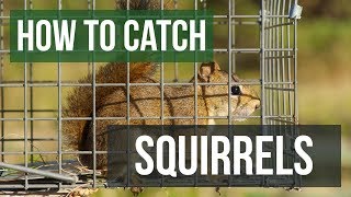 How to Catch a Squirrel with a Live Animal Trap [upl. by Miarfe]