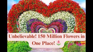 Dubais Miracle Garden  150 Million Flowers Blooming in the Desert [upl. by Eldridge]