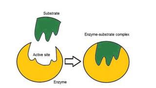 Enzymes Alevel Biology [upl. by Yvan]