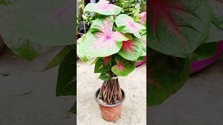 Beautiful caladium plant care tips viralshortstrendingytshortsgardeningShortviralshorts [upl. by Ahsenaj]