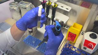 Extracting bacterial DNA using boiling lysis method [upl. by Aziaf64]