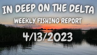 In Deep On The Delta Weekly Fishing Report for 4132023 [upl. by Leifeste]