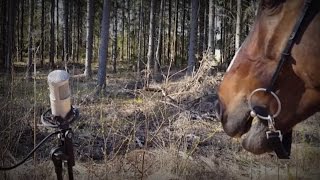 Horse Attack Sqwad  Putsaa hevoo [upl. by Natsuj]