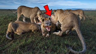 The lion hunted a pregnant hyena and ate it alive in kruger national park  latest sightings [upl. by Reagen]