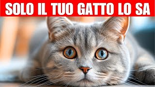 11 segreti che il tuo gatto sa di te  I gatti sanno tutto [upl. by Bell578]