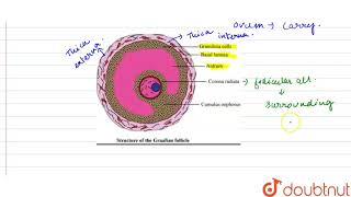 Draw a labeled diagram of a Graafian Follicle [upl. by Anneliese]