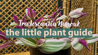 Tradescantia Nanouk Plant Guide  Tradescantia Fluminensis Nanouk tradescantia plantcare [upl. by Artenehs]