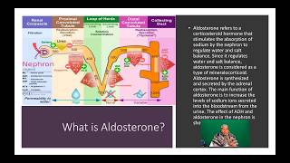 Renin Angiotensin Aldosterone System RAAS  Part Two [upl. by Nosirrag442]