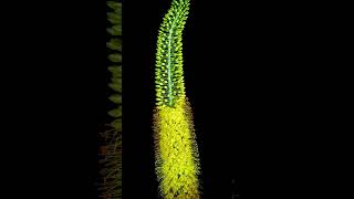 Time lapse of yellow flower eremurus blooming plants flowers gardening [upl. by Audry]