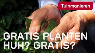 Gratis planten hoe vermeerder of stek je planten in je tuin Afleggen  Tuinmanieren [upl. by Dihaz]