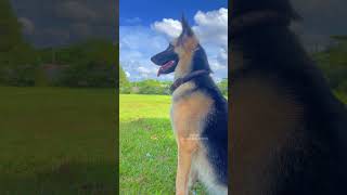 German Shepherd Dog Sri Lanka 🐕❤️ dog [upl. by Dirtsa253]