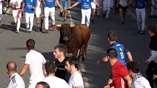 Encierro Tafalla 17082024  Ganadería RETA Casta Navarra  Fiestas de Tafalla [upl. by Suilienroc]