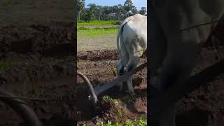 cow plow Java Potato video 4k [upl. by Bonnie]