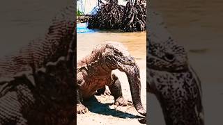 Dragón de Komodo NO PUEDE TRAGARSE a la ANGUILA 😱 [upl. by Eric]