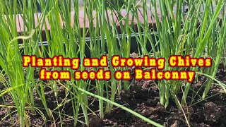 Planting and Growing chives from seeds [upl. by Leuamme556]