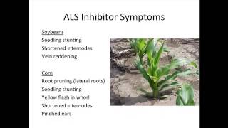 Amino Acid Synthesis Inhibitors [upl. by Nort673]