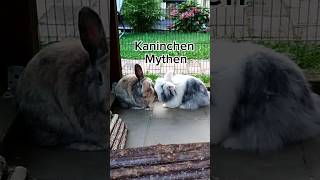 Kaninchen Mythen Part 1🐰🐰 kaninchen artgerecht [upl. by Oigile515]