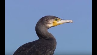 Les cormorans [upl. by Guthrey]