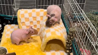 Are these Rescue Pigs OK HAIRLESS SKINNY PIG POPCORNING amp ZOOMIES skinnypig guineapigs nakedpig [upl. by Archaimbaud]