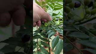 Curry leaf berries  Tasting Murraya koenigii [upl. by Eylloh]