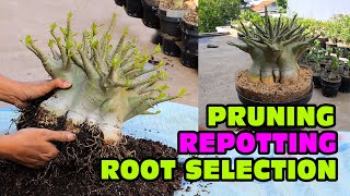 Adenium Arabicum REPOTTING PRUNING ROOTS SELECTION amp REPLACEMENT OF PLANTING MEDIA Desert Rose [upl. by Blim]