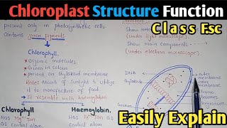 Chloroplast Structure And Functions  Stroma  Class 11 Biology [upl. by Elpmet521]