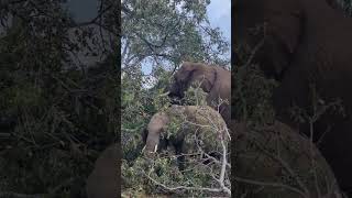 Elephants eating Marula fruits The fruit that Amarula liquor is made off AfricanSafariChannel [upl. by Ameer]